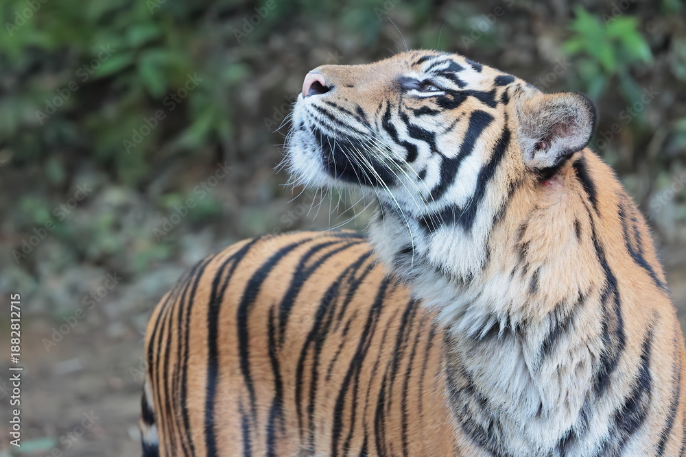 Naklejka premium スマトラトラ