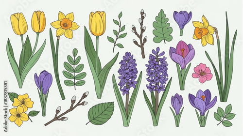 Spring Flowers Collection Botanical Illustration.