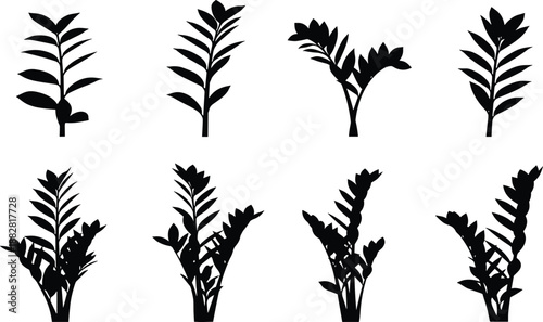 Collection of black silhouettes of ZZ plants with glossy oval leaves isolated on white background for interior design and architectural visualization