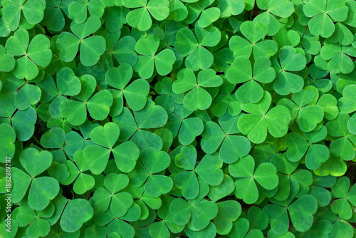 Fresh three-leaved Shamrocks as natural green background.  St. Patrick's day holiday symbol.  Top view. Selective focus.