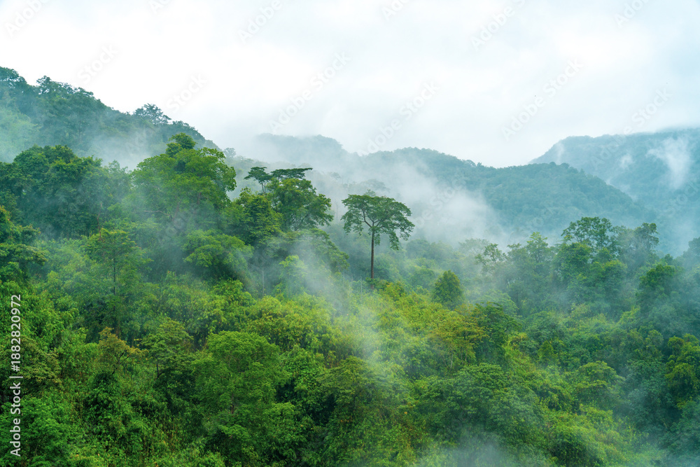Forest trees beneath a misty sky