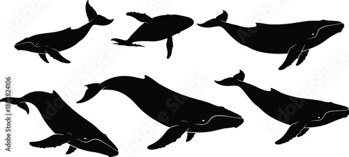 Humpback whale silhouettes collection, black sea animal icons set, marine wildlife illustrations isolated on white background, aquatic mammal vector graphic symbols