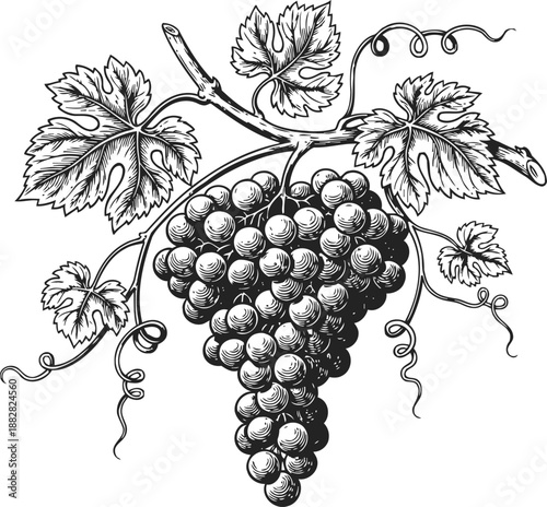 Cluster of grapes hanging on vine with detailed leaves and curling tendrils illustration