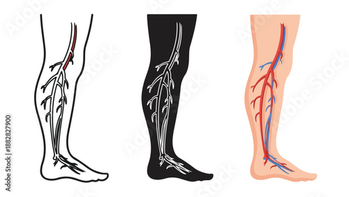 Detailed illustration of human leg anatomy. Flat Design Icon. Vector icon set. Modern style icon. Glyph and solid icon set. Icon vector. line icon set. Clipart