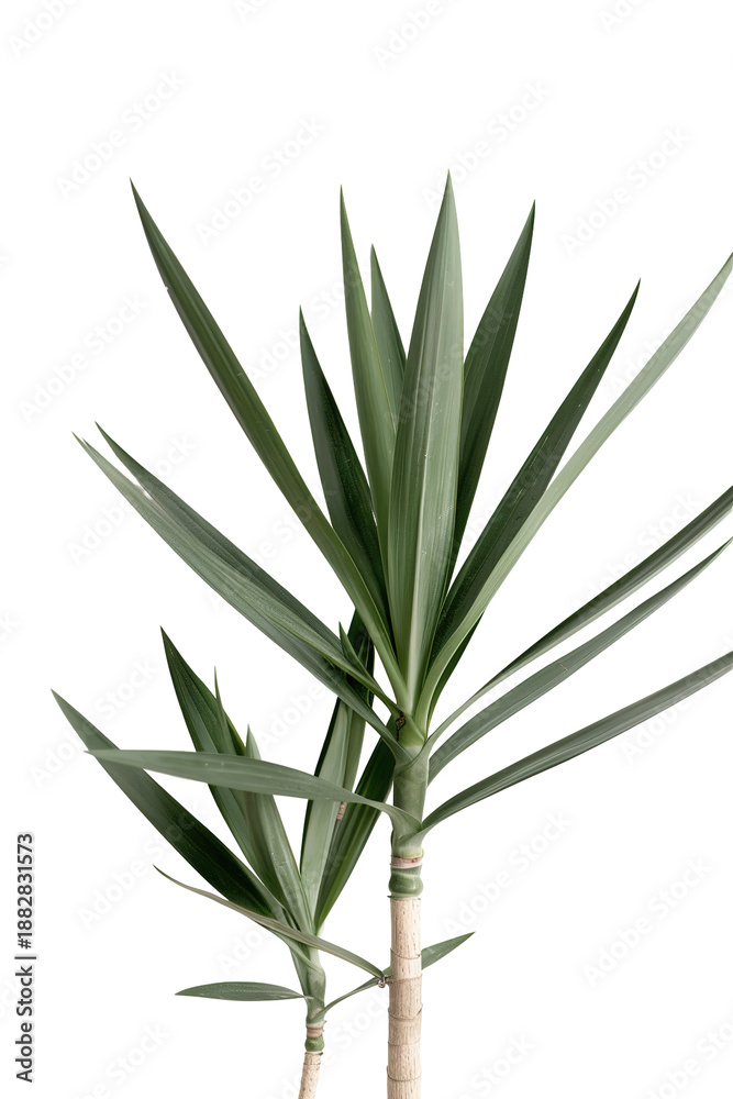 Fototapeta premium Plant features tall narrow green leaves arranged in a vertical structure, cut out on a transparent background for easy use in various designs