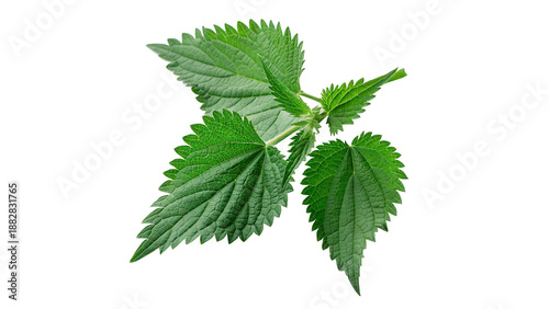 Fotografija Close view of fresh stinging nettle leaves   isolated on transparent background