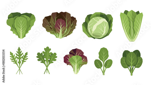 Polygonal leafy greens selection featuring lettuce, kale, and spinach varieties