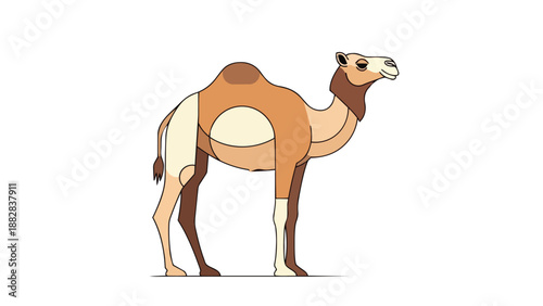 Clean modern flat design dromedary camel illustration showcasing its distinct single hump desert resilience versatile graphic asset educational
