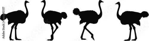 Ostrich silhouette set in different standing and walking poses, black vector African bird collection isolated on white background for wildlife and safari design