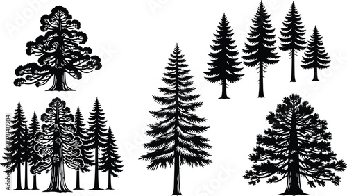 Evergreen pine tree silhouettes collection, detailed conifer forest elements set, black nature vector illustrations for wilderness landscapes, outdoor branding, logos
