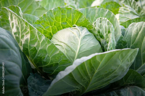 Green cabbage growing in the agricultural field