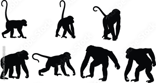 Monkey silhouette set in black, primate walking and climbing poses collection isolated on white background for wildlife, jungle, zoo and nature design.