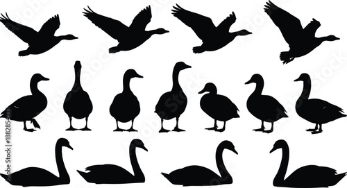 Duck and goose silhouettes set with flying and standing waterfowl poses, black bird collection for wildlife design, nature icons isolated on white background.