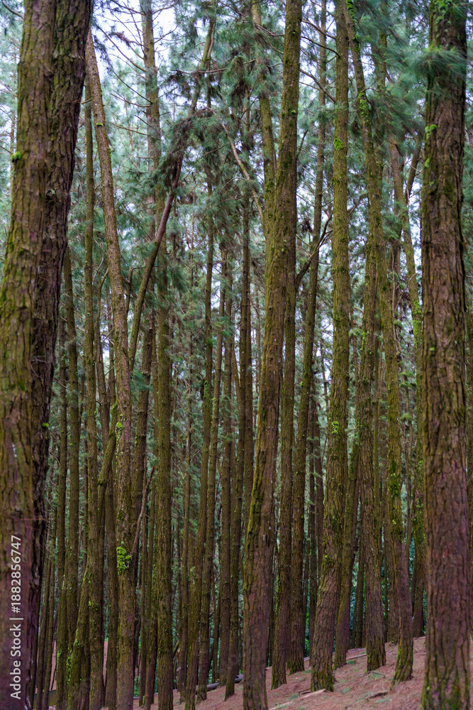 Fototapeta premium Forest with many trees and moss growing on them