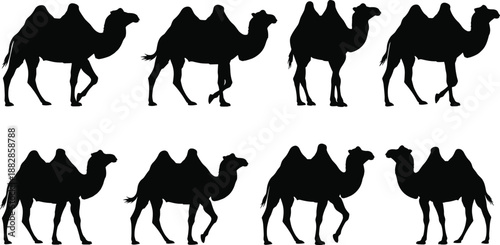 Set of camel silhouettes in different poses, black desert animal vector collection for safari, travel, Middle East culture, and wildlife design isolated on white.