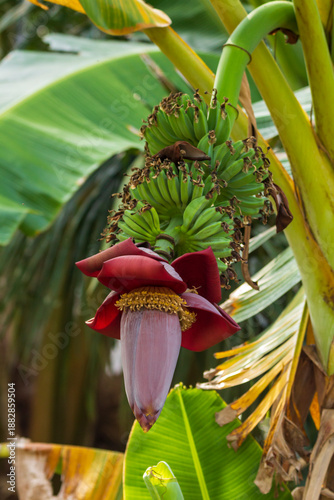 Banana blossom on a banana tree in a tropical garden.