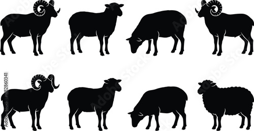 Set of sheep and ram silhouettes in different poses, farm livestock animal collection including grazing and standing, black rural icon set isolated on white.