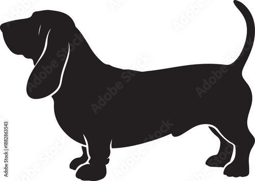 Vector black silhouette of a standing basset hound dog isolated on a white background.