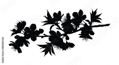 A delicate and artistic depiction of flowering cherry branches showcasing intricate petal details in a striking black silhouette high quality professional