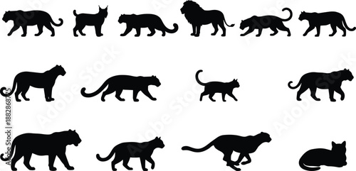 Set of big cat silhouettes including lion, tiger, leopard and panther in different walking and running poses, black wild animals isolated on white background.