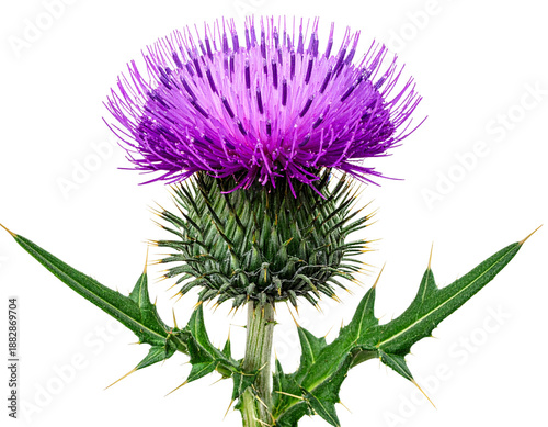 Single Purple Thistle Flower with Green Spiky Leaves, Botanical Detail, Isolated on Transparent Background