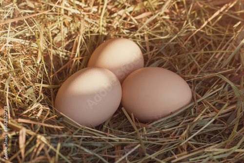 The chicken nest in hay with three eggs. The agriculture farm food production. Closeup view with morning sunlight.