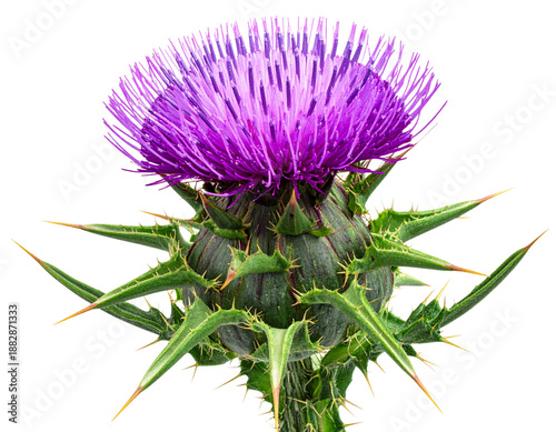 Wild Purple Thistle Bloom with Thorny Leaves, Natural Plant Cutout, Isolated PNG