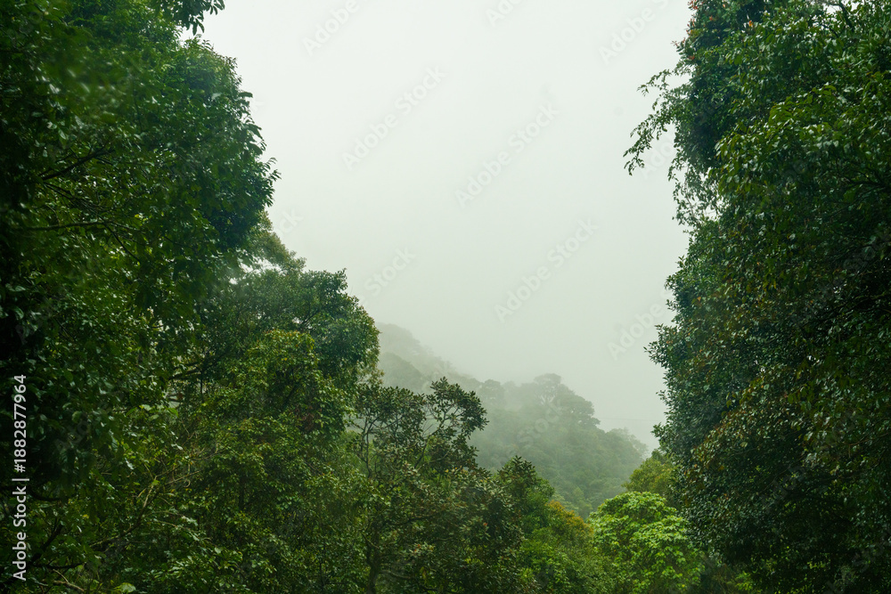 Fototapeta premium Forest with trees and a cloudy sky