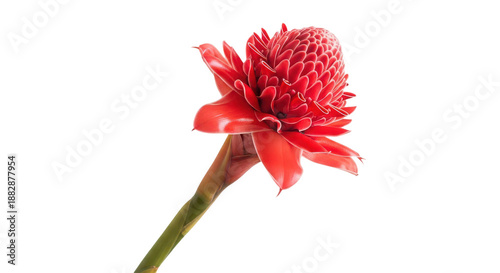 Vibrant red ginger flower with green stem isolated on transparent background