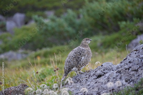 Obraz na plátně One rock ptarmigan on a rock and another in the grass in the Swiss Garden of Kum