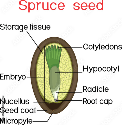 Structure of spruce seed isolated on white background