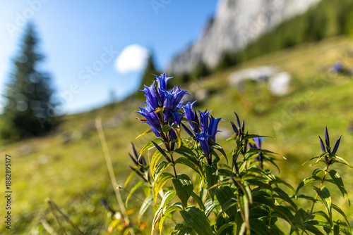 fiori di genziana minore, coi petali dalle tonalità di blu e viola, in un ambiente naturale di montagna nel nord Italia, di giorno, in estate