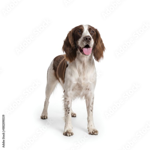 american cocker spaniel