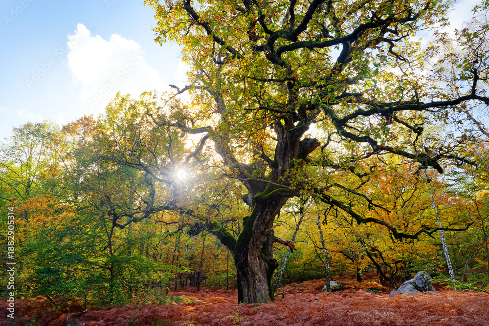 Fototapeta premium The Sully oldest oak tree in the apremont gorges. fontainebleau forest