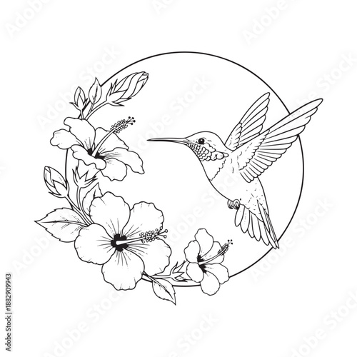 Hummingbird feeding on beautiful hibiscus flowers