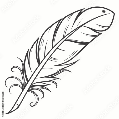 Smooth Detail of a Quill Feather on White Background