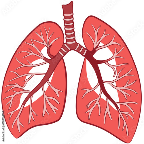 Human Lungs Anatomy Medical 3D Illustration on White