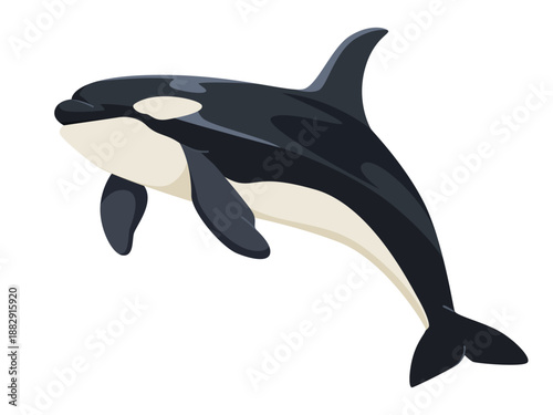 Orca whale depicted in flat cartoon style, clean and simple graphics, on white background. Concept of marine life and ocean wildlife. Vector illustration