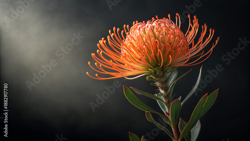 Vibrant Orange Pincushion Protea Flower in Bloom against Dark Background