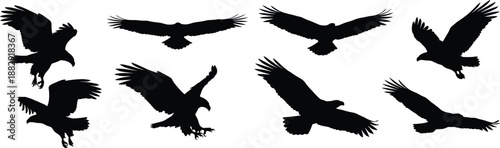 Silhouettes of eagles flying and hunting in various wing positions, illustrating raptor behavior, wildlife predation, bird-of-prey movement in a minimalist black graphic style for nature  design use