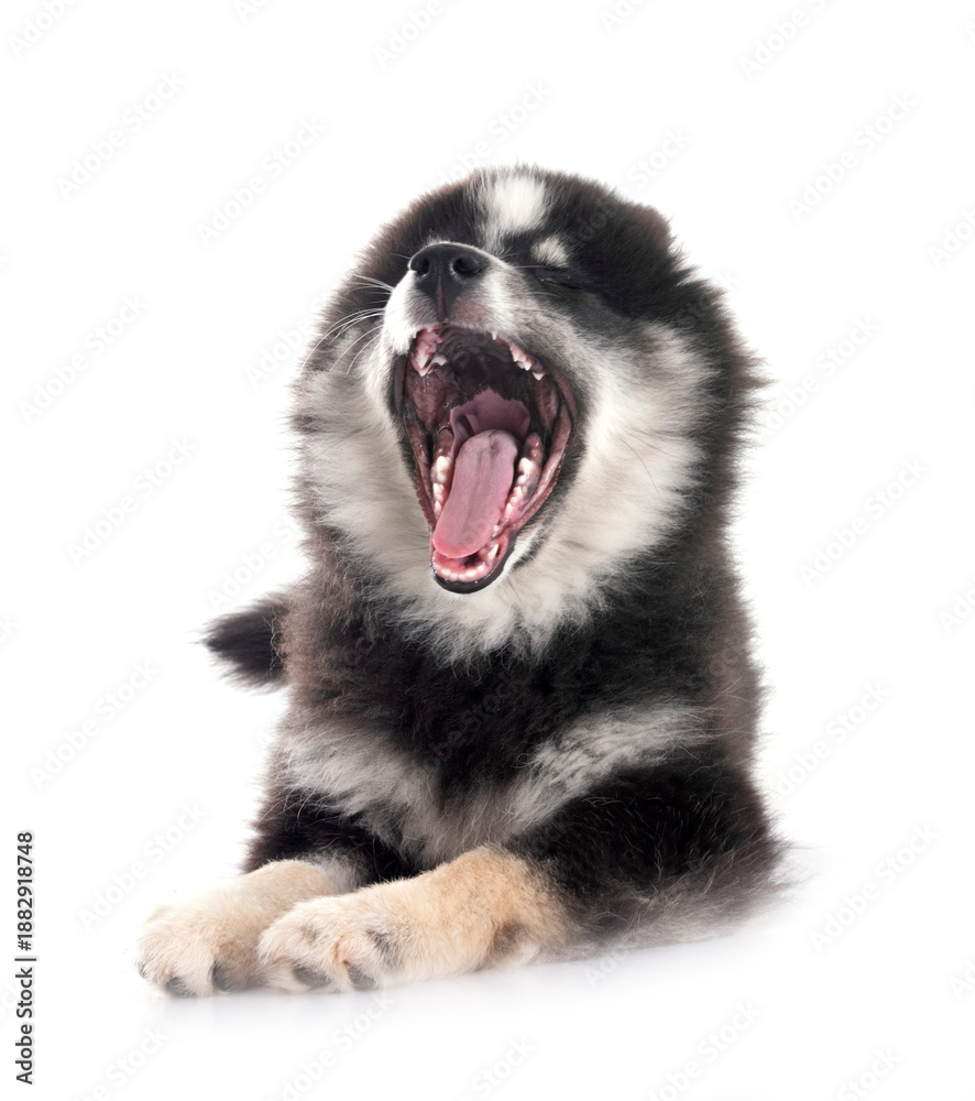 Obraz premium Pomsky in studio