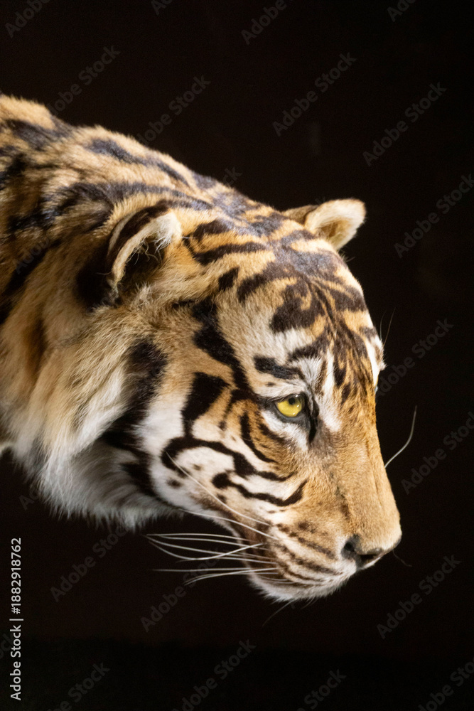 Fototapeta premium tiger in studio