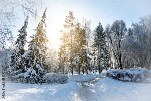 Wallpaper Mural Winter forest with sun rays and fresh untouched snow Torontodigital.ca