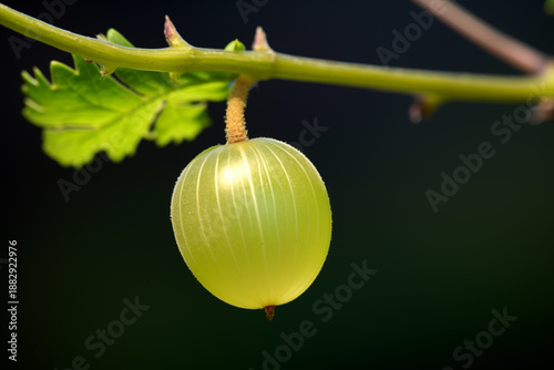 Macro Photo of Single Gooseberry with Stem Showing Translucent Skin and Stripes