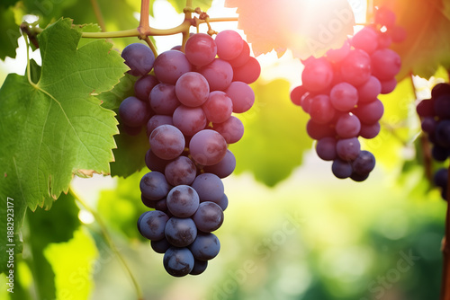 Ripe Grape Cluster Hanging from Vine with Green Leaves Outdoors
