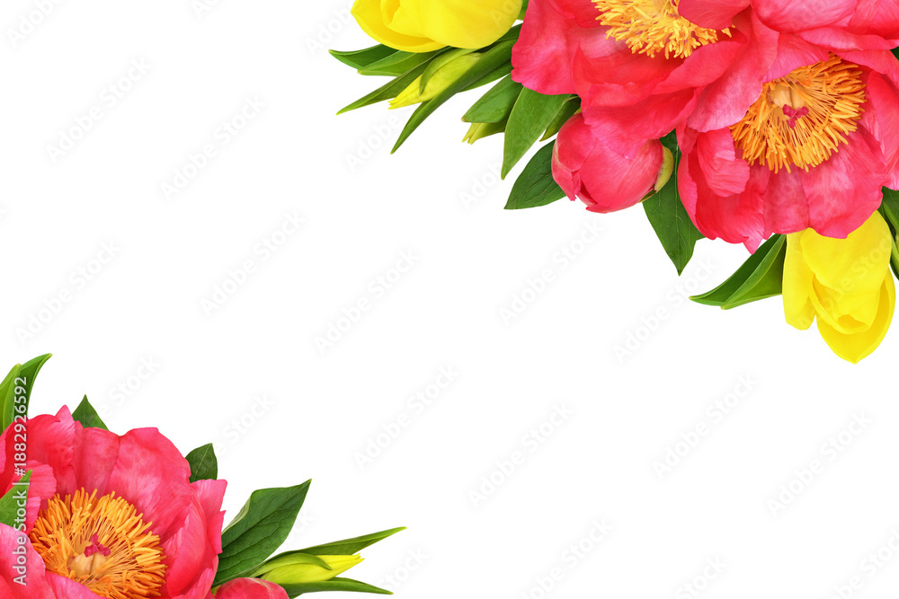 Fototapeta premium Coral peonies and yellow tulip flowers in corner floral arrangements isolated on white or transparent background