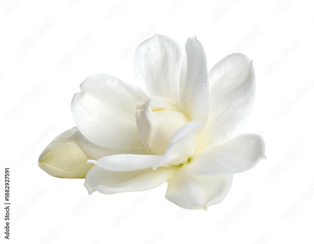 Fototapeta premium Close-up of a delicate white flower with layered petals on black background