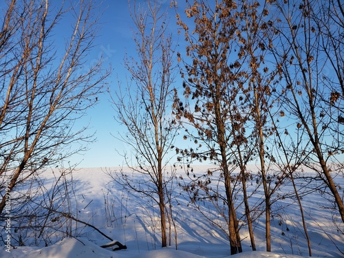 winter landscape with snow covered trees