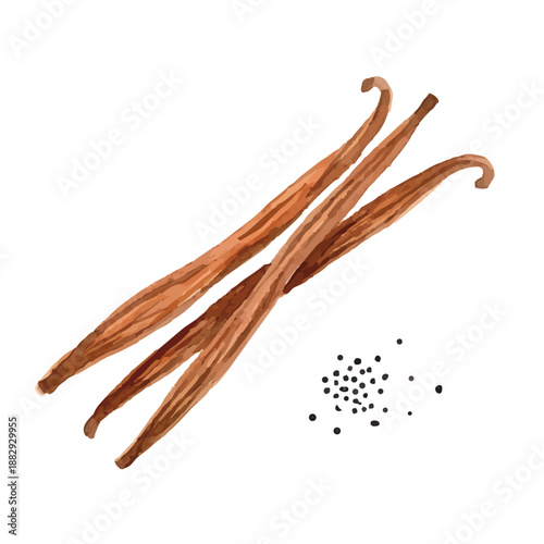 Watercolor-style vanilla illustration／バニラビーンズ