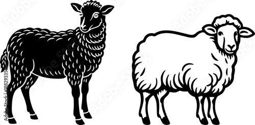 Sheep Illustration in Woodcut and Outline Sketch Style